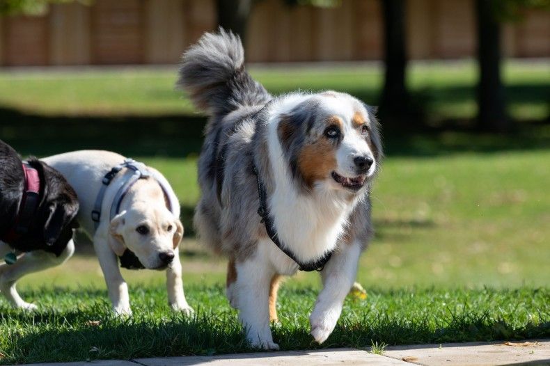 AA_Hundebadetage_120925.jpg
