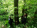 aa_wald.jpg