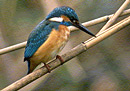umw_nsg_eisvogel.jpg