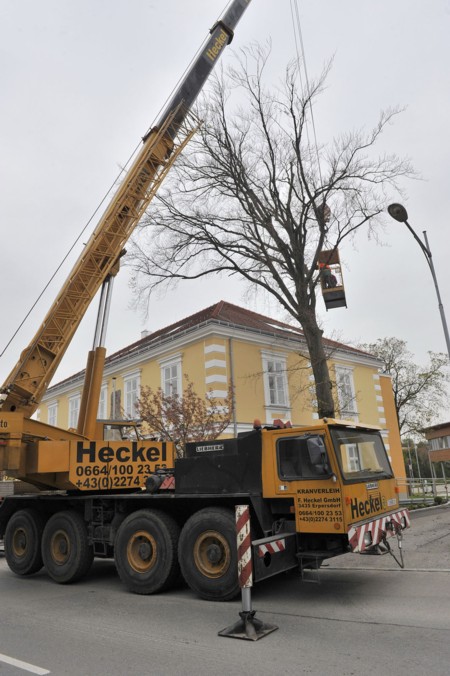 aa_baumfaellung.jpg