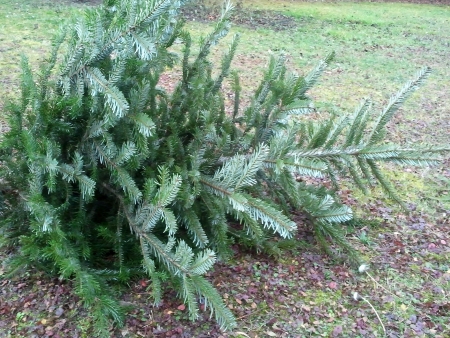aa_christbaumentsorg12.jpg