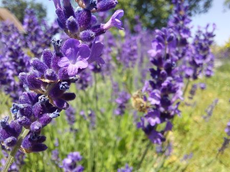 Lavendel25.jpg