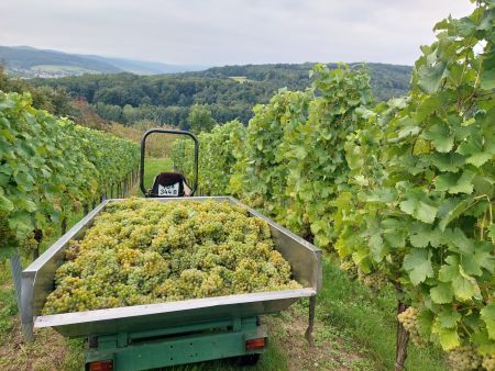 Weinlese_2025_01.jpg