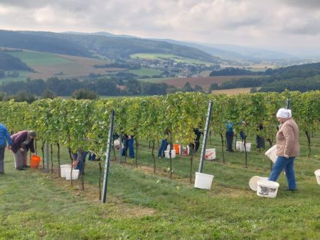Weinlese_2025_02.jpg