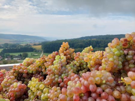 Weinlese_2025_03.jpg