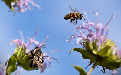 Insekten_im_Sommer_.jpg