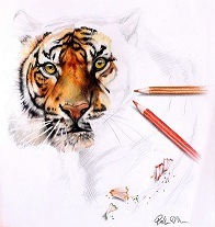 Patricia_Schlatterbeck-Tiger.jpg