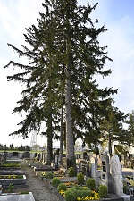 aa_Baum-Friedhof.jpg